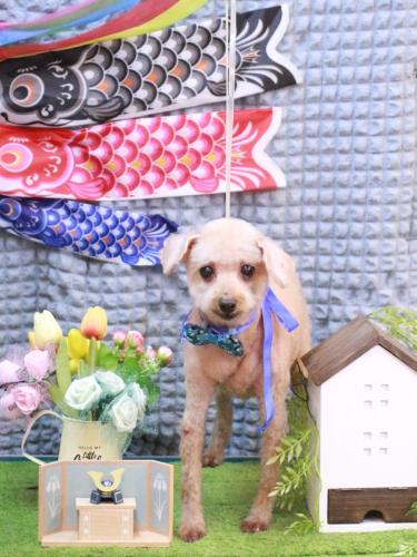 20230510モコくん